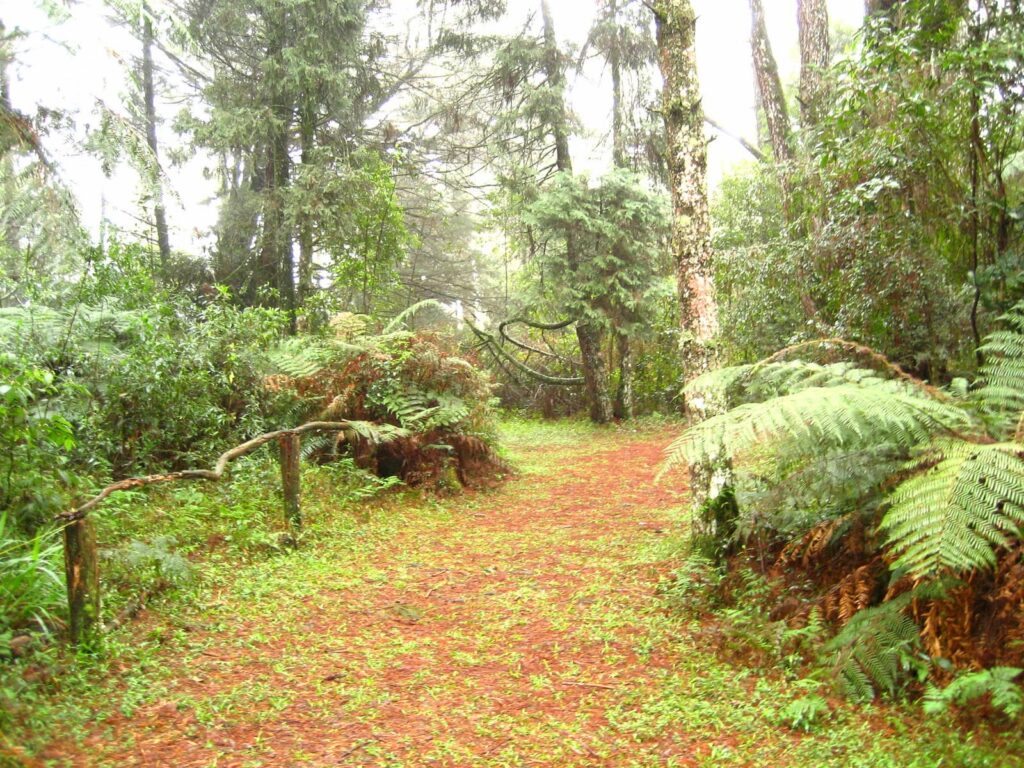 Parque das Sequoias