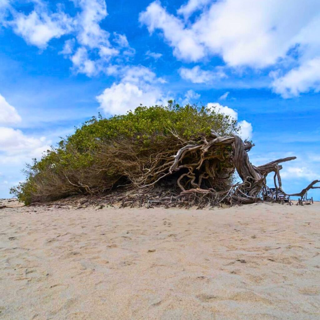 Árvore da Preguiça Passeio Litoral Leste Jericoacoara
